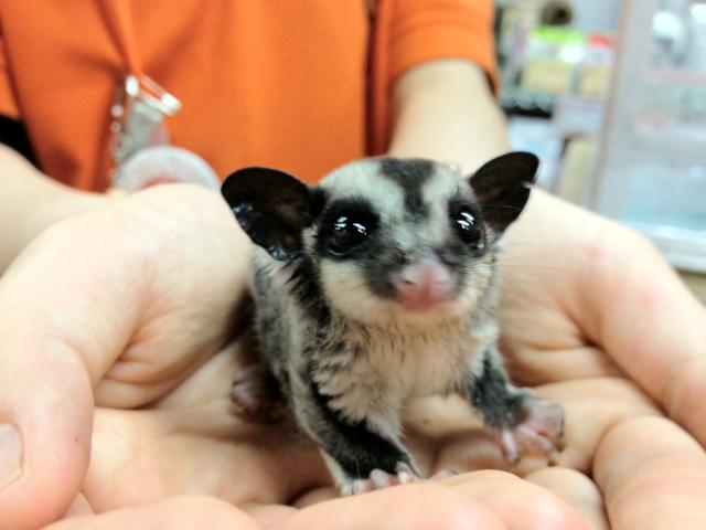 GW特価！！フクロモモンガ » 熱帯倶楽部