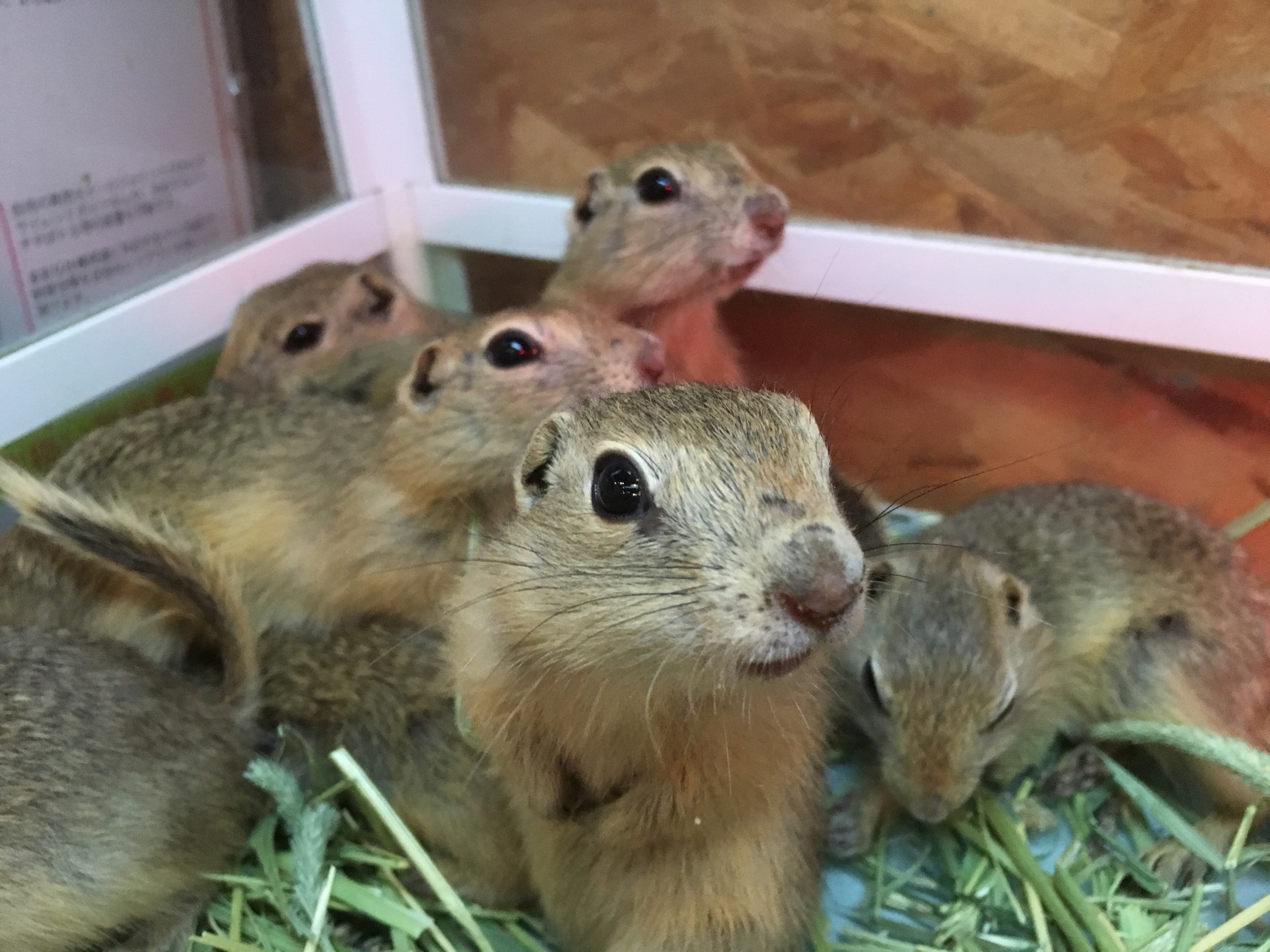 リチャードソンジリスベビー(熱帯倶楽部本店) » 熱帯倶楽部