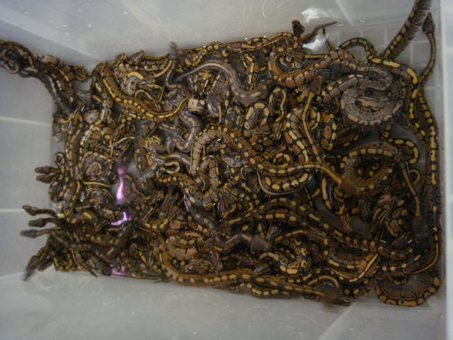 ボールパイソン １００匹入荷 熱帯倶楽部