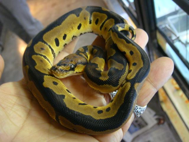 ボールパイソン クラウン 熱帯倶楽部