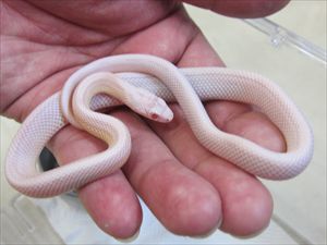 スノーストライプコーンスネーク 船橋店 熱帯倶楽部