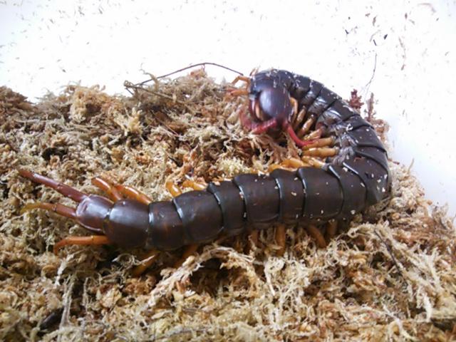 ウサちゃんが遊びに来てくれたよ 船橋店 熱帯倶楽部