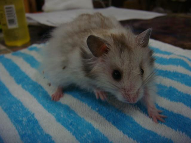 ゴールデンハムスター ロングヘアー（シルバー） » 熱帯倶楽部 - 20130703h1