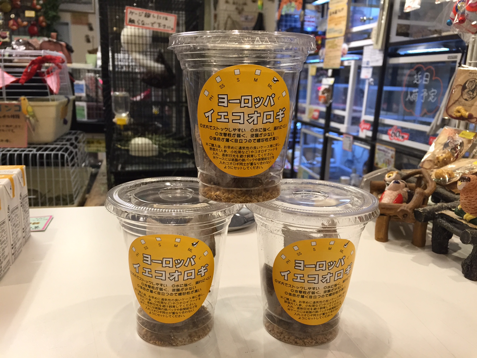 活コオロギ始めました 吉祥寺店 熱帯倶楽部 活コオロギ始めました 吉祥寺店 熱帯倶楽部