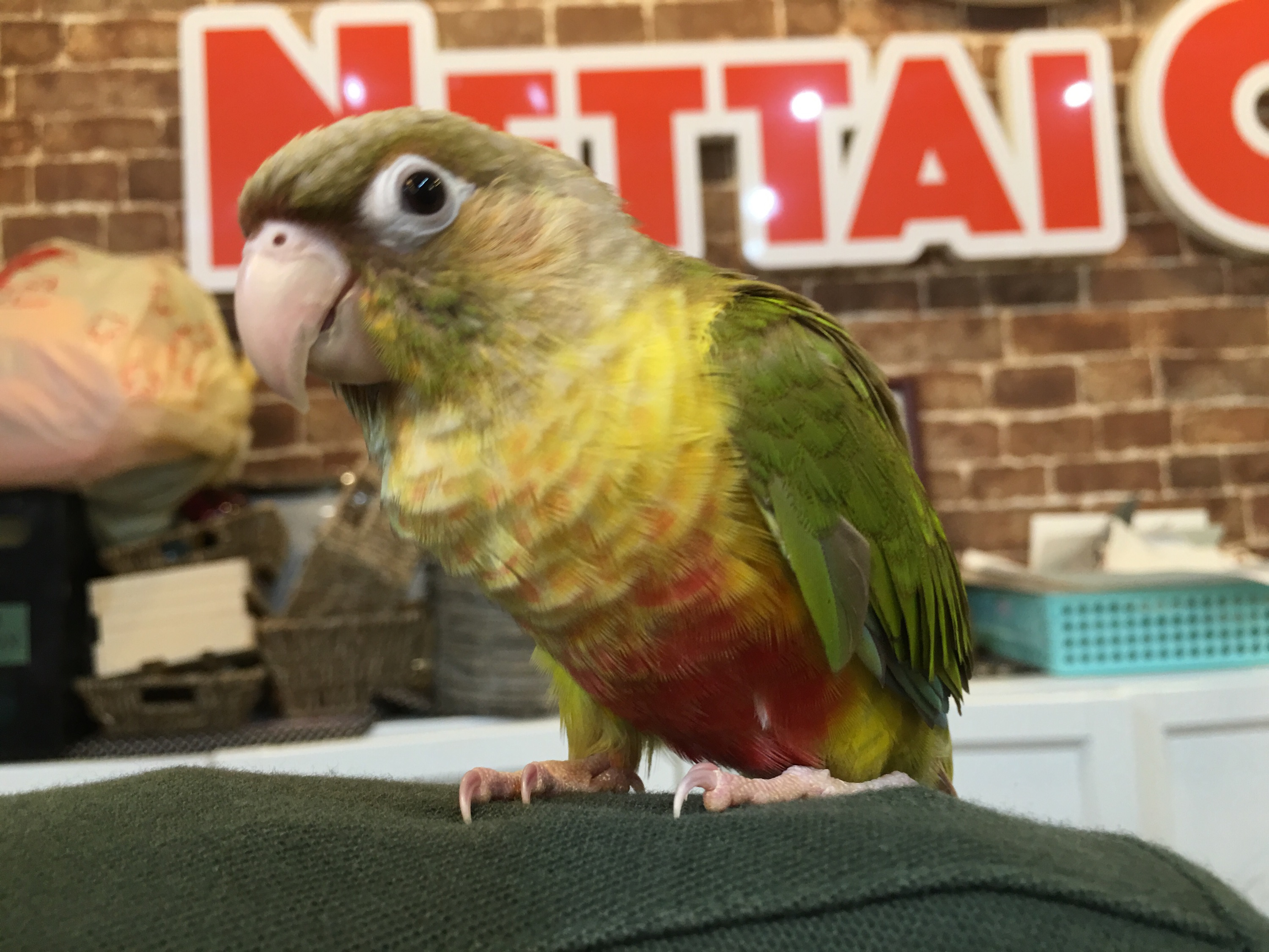 ウロコインコ パイナップル 入荷しました 立川立飛店 熱帯倶楽部 ウロコインコ パイナップル 入荷しました 立川立飛店 熱帯倶楽部