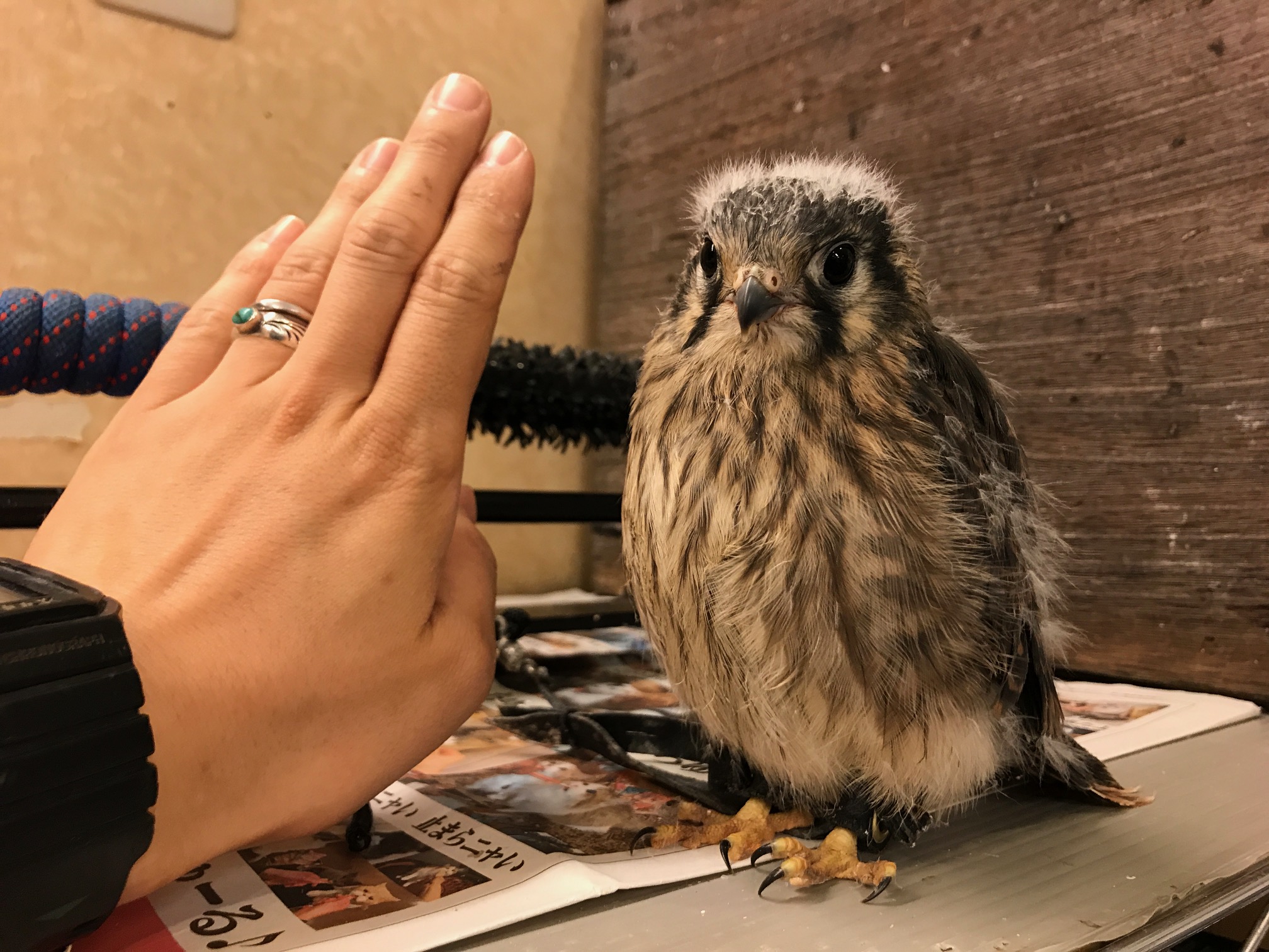チョウゲンボウ 飼育