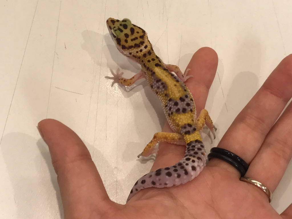 動画 ヒョウモントカゲモドキ ハイイエロー スーパーマックスノー 吉祥寺店 熱帯倶楽部