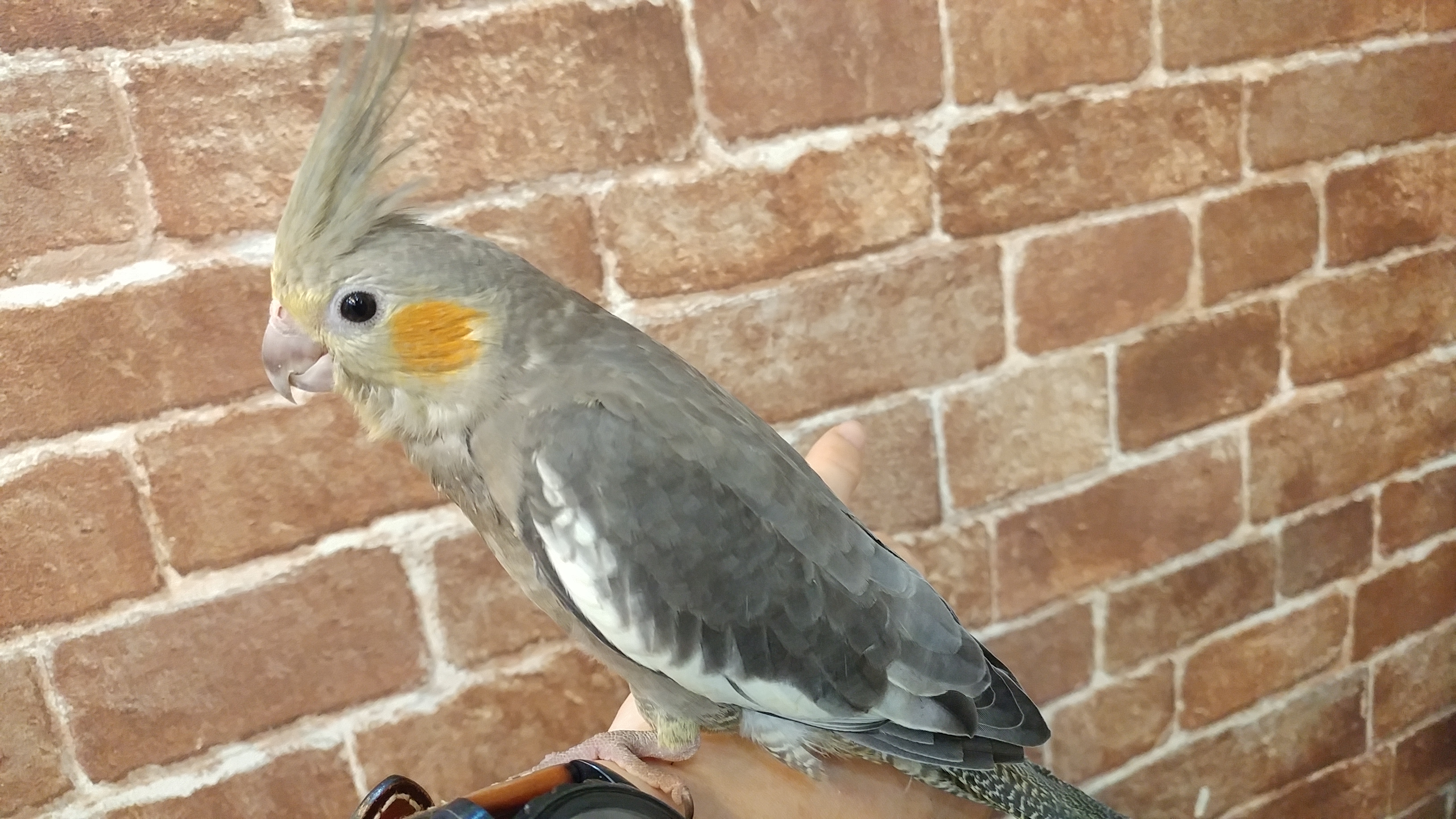 動画 オカメインコ ノーマル ルチノー 立川店 熱帯倶楽部