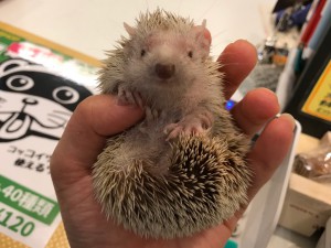動物プロダクション ヒメハリテンレック マダガスカル 食虫目