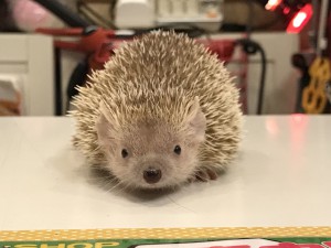【メイタン様ご確認ページ】ハリネズミ 動物プロダクション ヒメハリテンレック マダガスカル 食虫目
