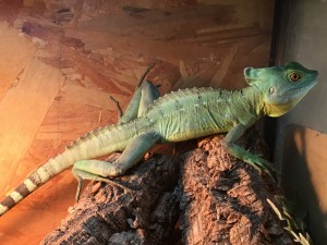 動物プロダクション トカゲ バシリスク 中米 爬虫類 熱帯倶楽部 熱帯倶楽部 動物プロダクション 部門