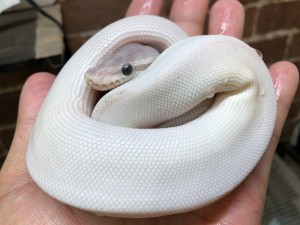 動物プロダクション ボールパイソン ニシキヘビ 白蛇 ブルーアイリューシ 熱帯倶楽部 熱帯倶楽部 動物プロダクション 部門