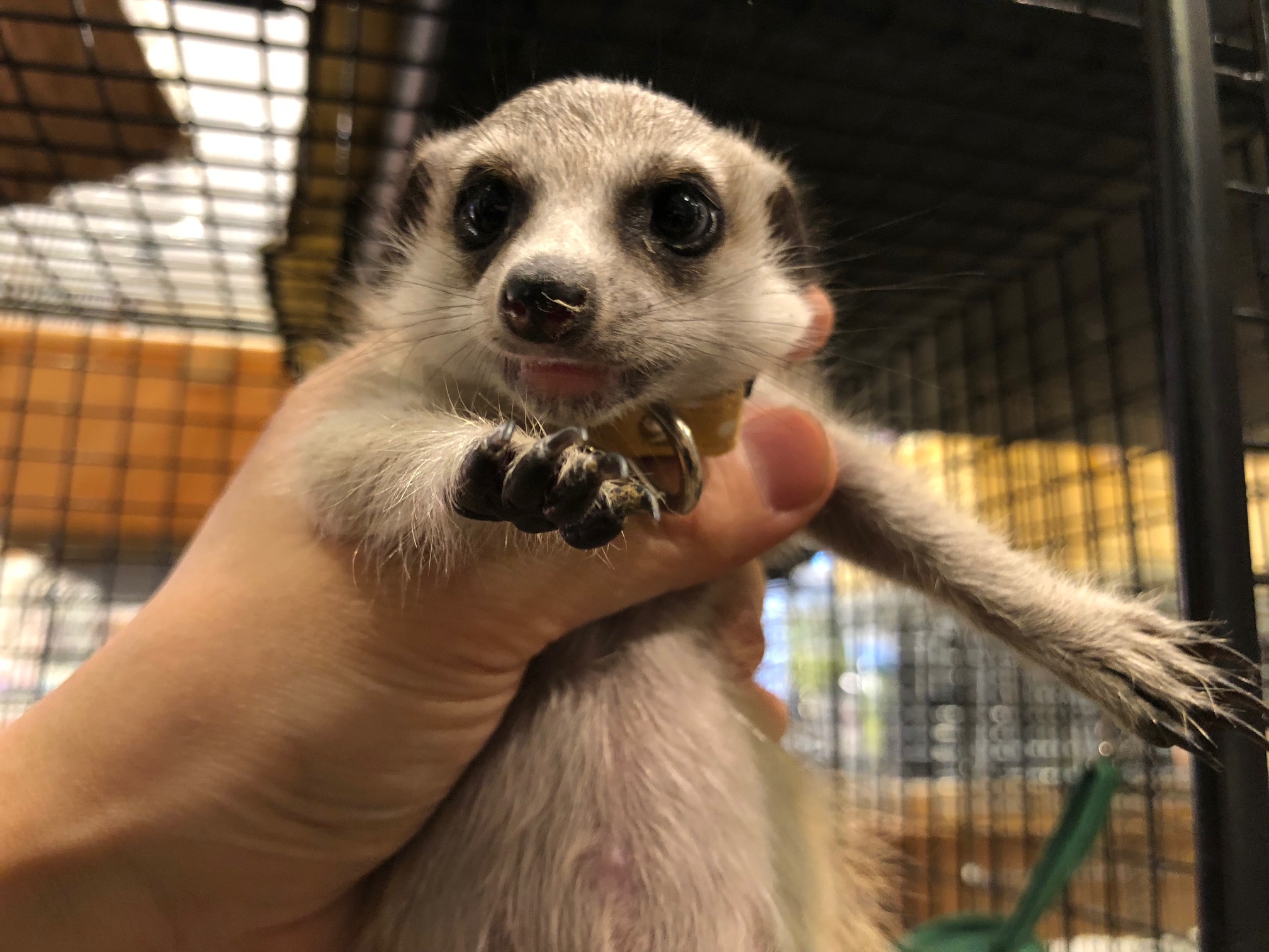 動画 ミーアキャット 赤ちゃん ベタ馴れ 吉祥寺店 熱帯倶楽部