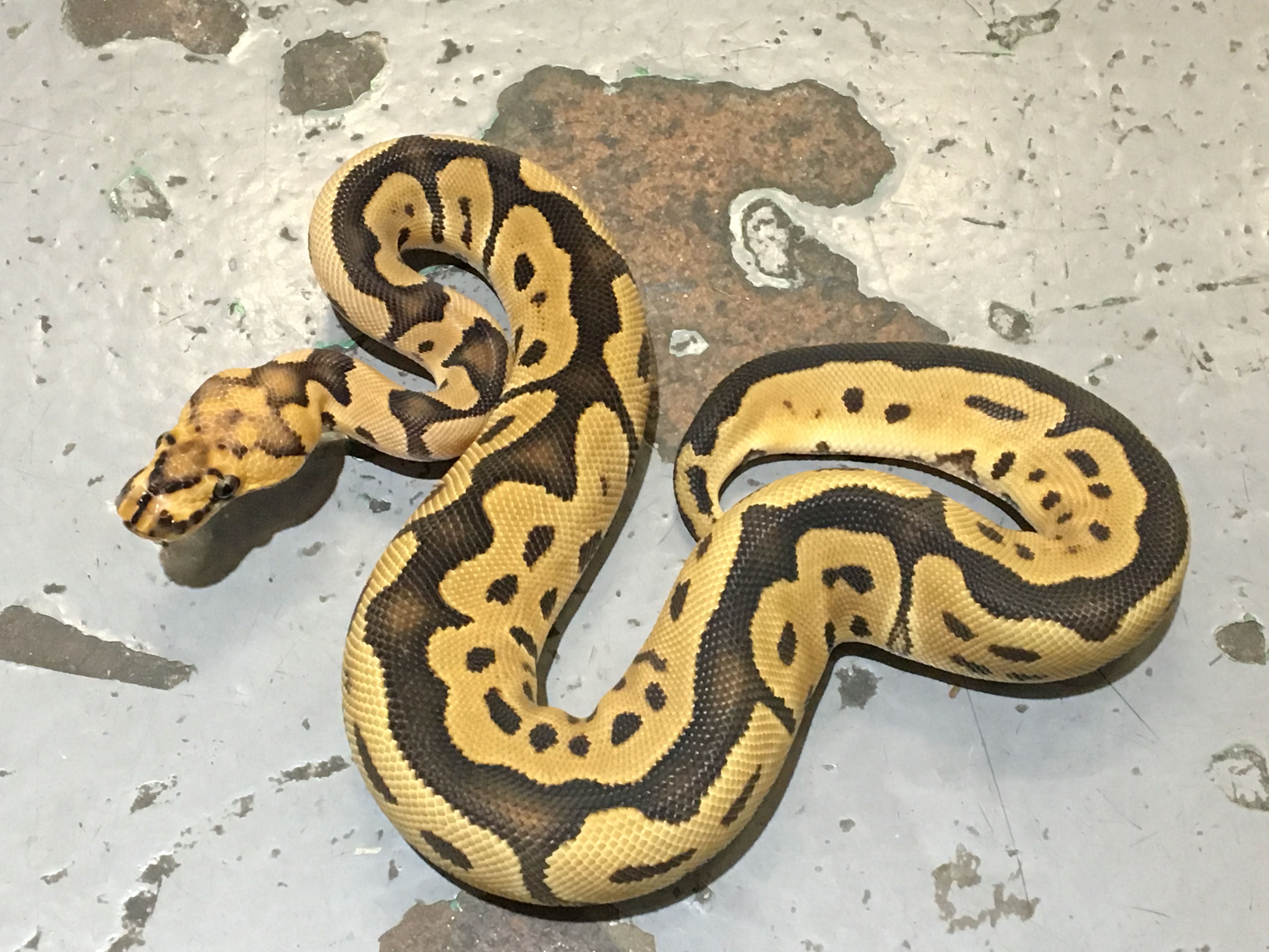 埼玉 川口 熱帯倶楽部 ボールパイソン モルフ 入荷 熱帯倶楽部