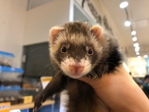 20180629attachment01 (2)