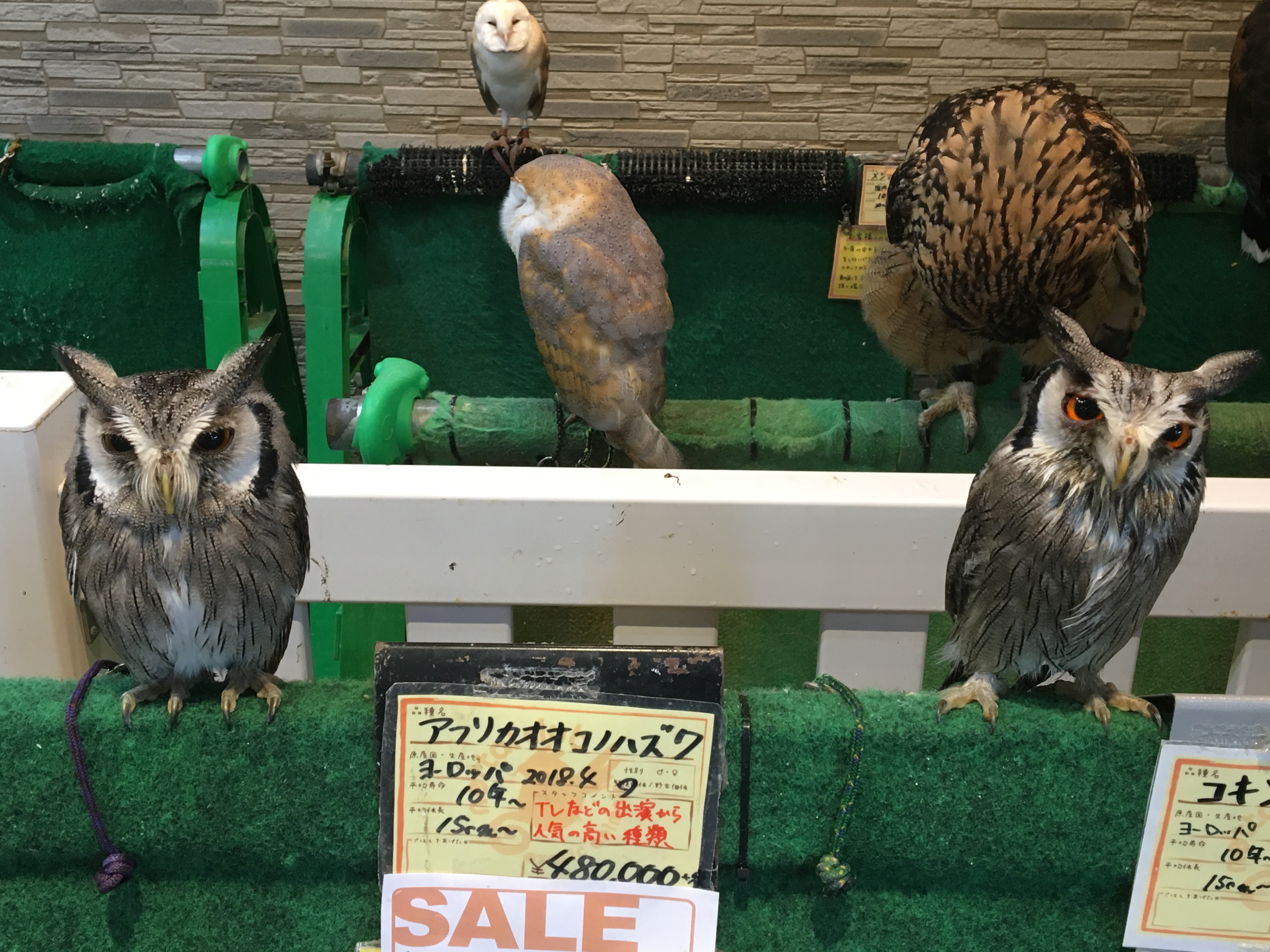 猛禽類販売生体のご紹介 熱帯倶楽部 本店 熱帯倶楽部