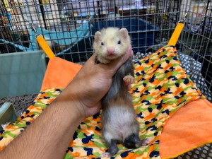 2018092710FullSizeR
