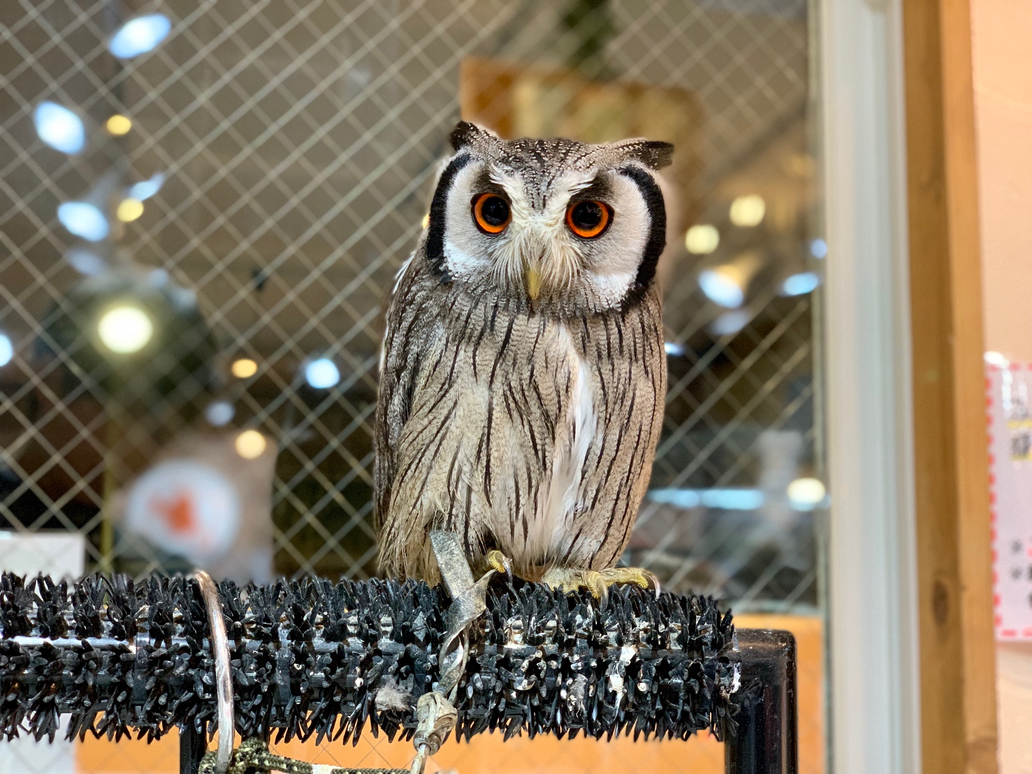 動画 アフリカオオコノハズク イギリスcb 吉祥寺店 熱帯倶楽部