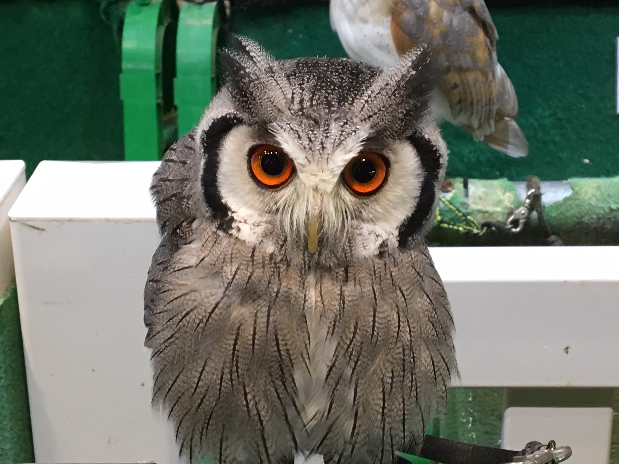 ベタなれのアフリカオオコノハズクの紹介 熱帯倶楽部 東川口本店 熱帯倶楽部