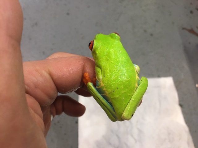 人気のツリーフロッグが入荷しました 東川口本店 熱帯倶楽部
