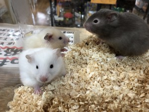 可愛い ゴールデンハムスター の 赤ちゃん たち 熱帯倶楽部 吉祥寺店 ペットショップ 熱帯倶楽部 吉祥寺店 可愛い ゴールデンハムスター の 赤ちゃん たち 熱帯倶楽部 吉祥寺店 ペットショップ 熱帯倶楽部 吉祥寺店