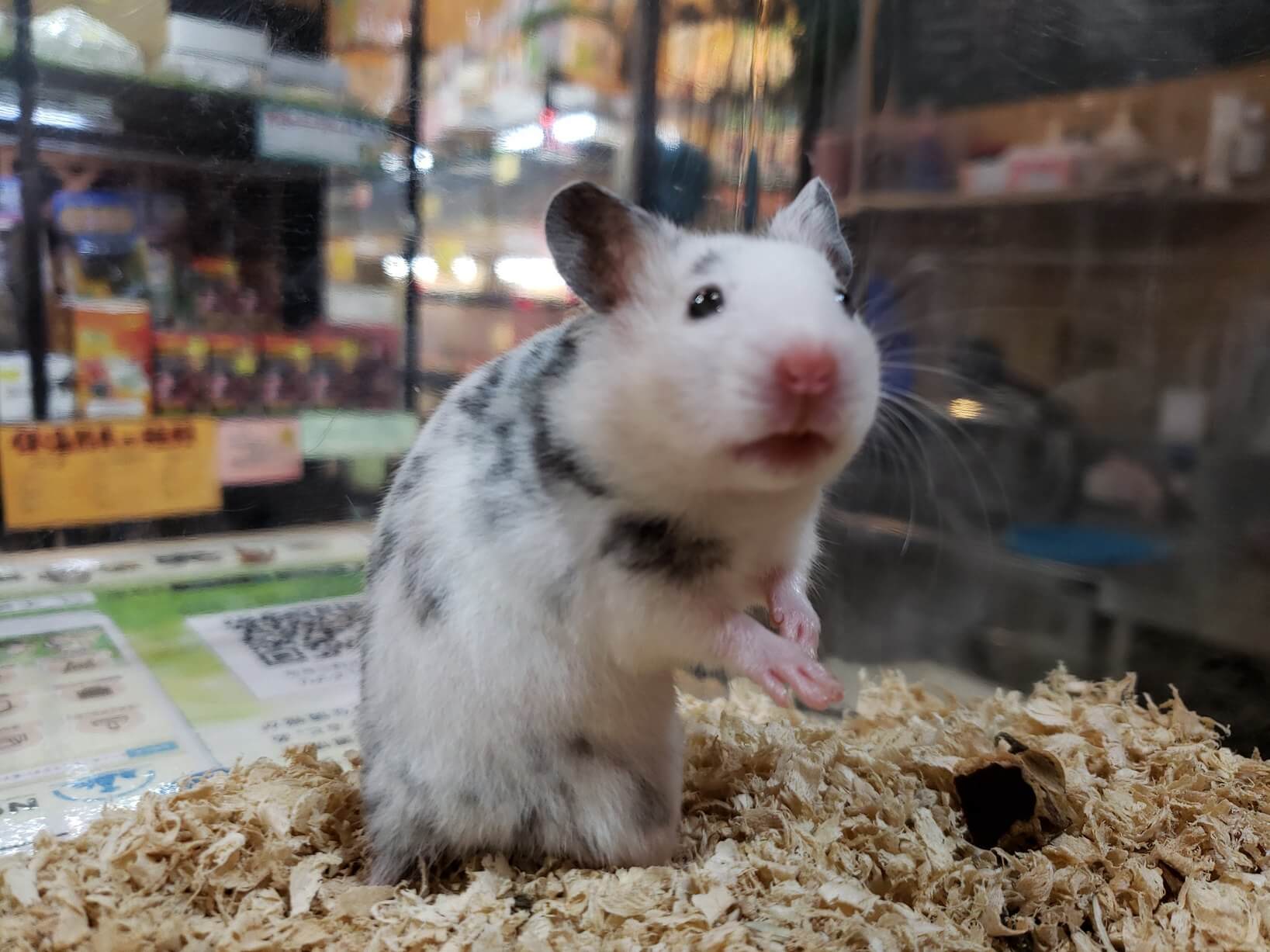 動画 お店にいるハムスターたちのご紹介 熱帯倶楽部 吉祥寺店 熱帯倶楽部 動画 お店にいるハムスターたちのご紹介 熱帯倶楽部 吉祥寺店 熱帯倶楽部