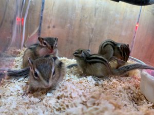 19年ブリード シマリス 赤ちゃん 販売中 19年4月 熱帯倶楽部 吉祥寺店 ペットショップ 熱帯倶楽部 吉祥寺店