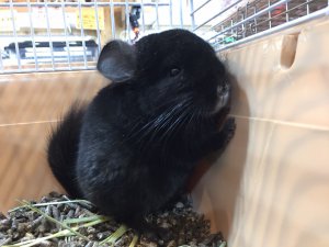 ブラックエボニー