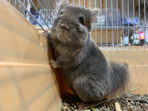 バイオレットエボニー
