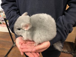 ブルーダイヤモンド2