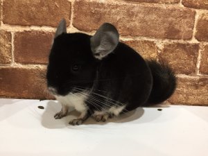 ブラックパール