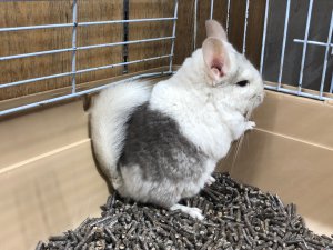 モザイク