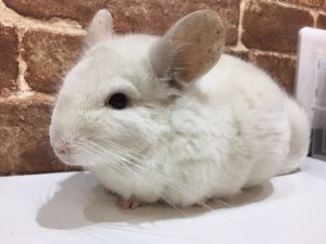 ホワイト
