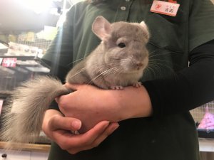 シナモン