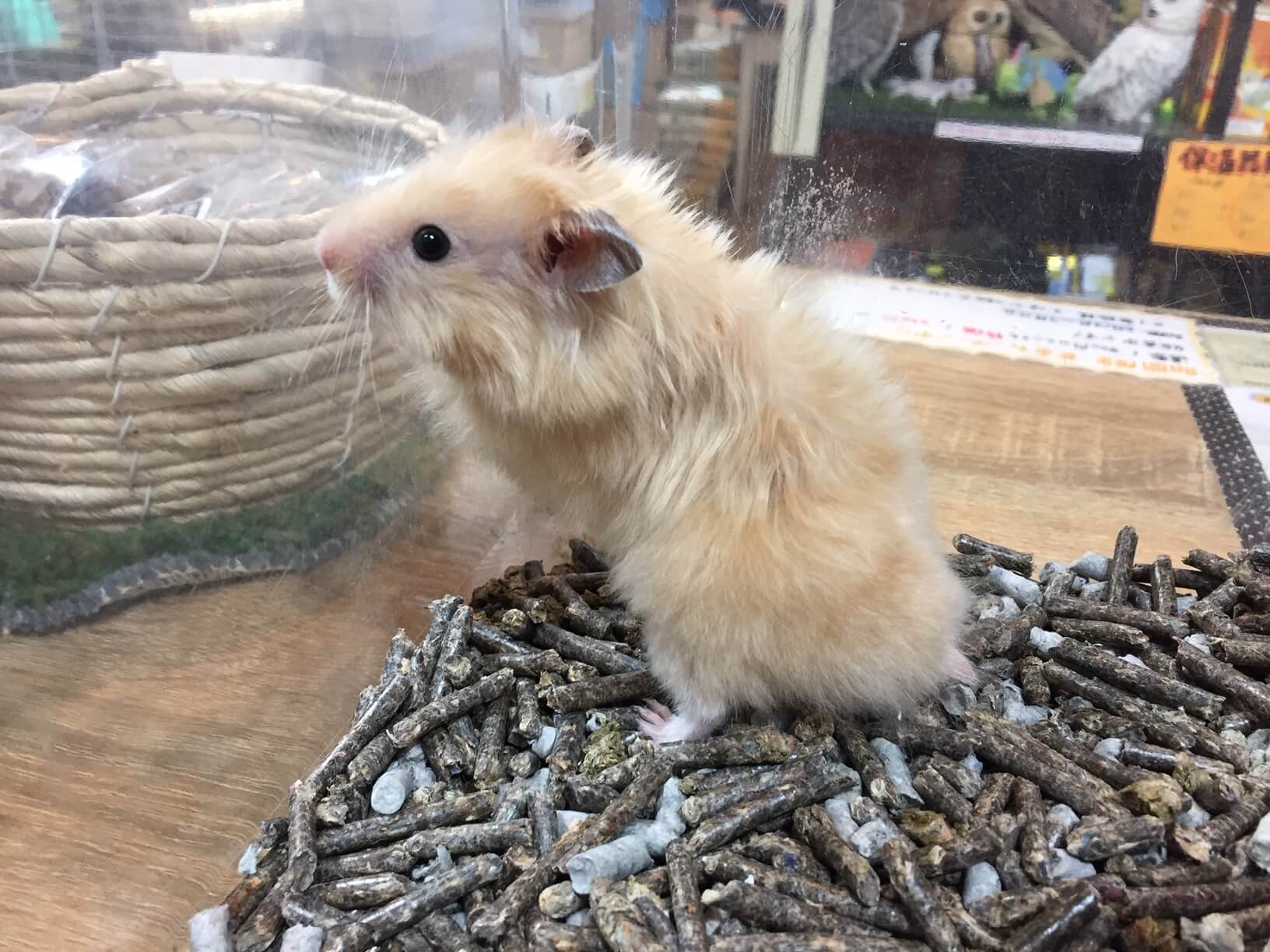 珍しいカラーのゴールデンハムスターたち 熱帯倶楽部 吉祥寺店 - Image4