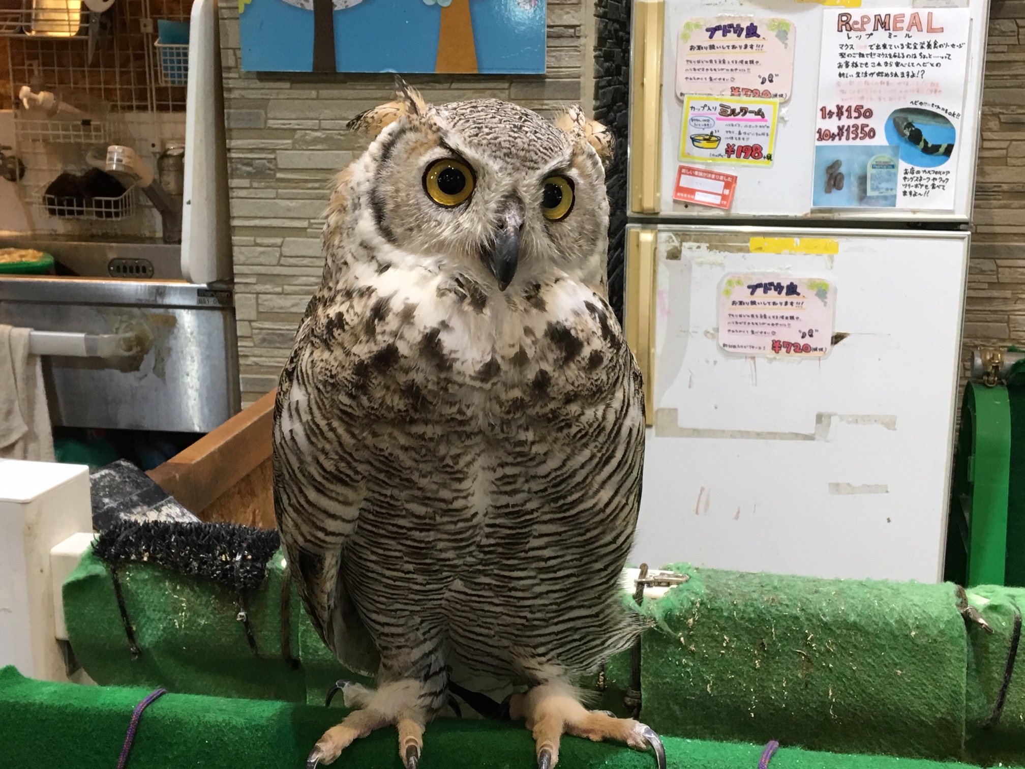 現在販売している猛禽類のご紹介 熱帯倶楽部 東川口本店 熱帯倶楽部