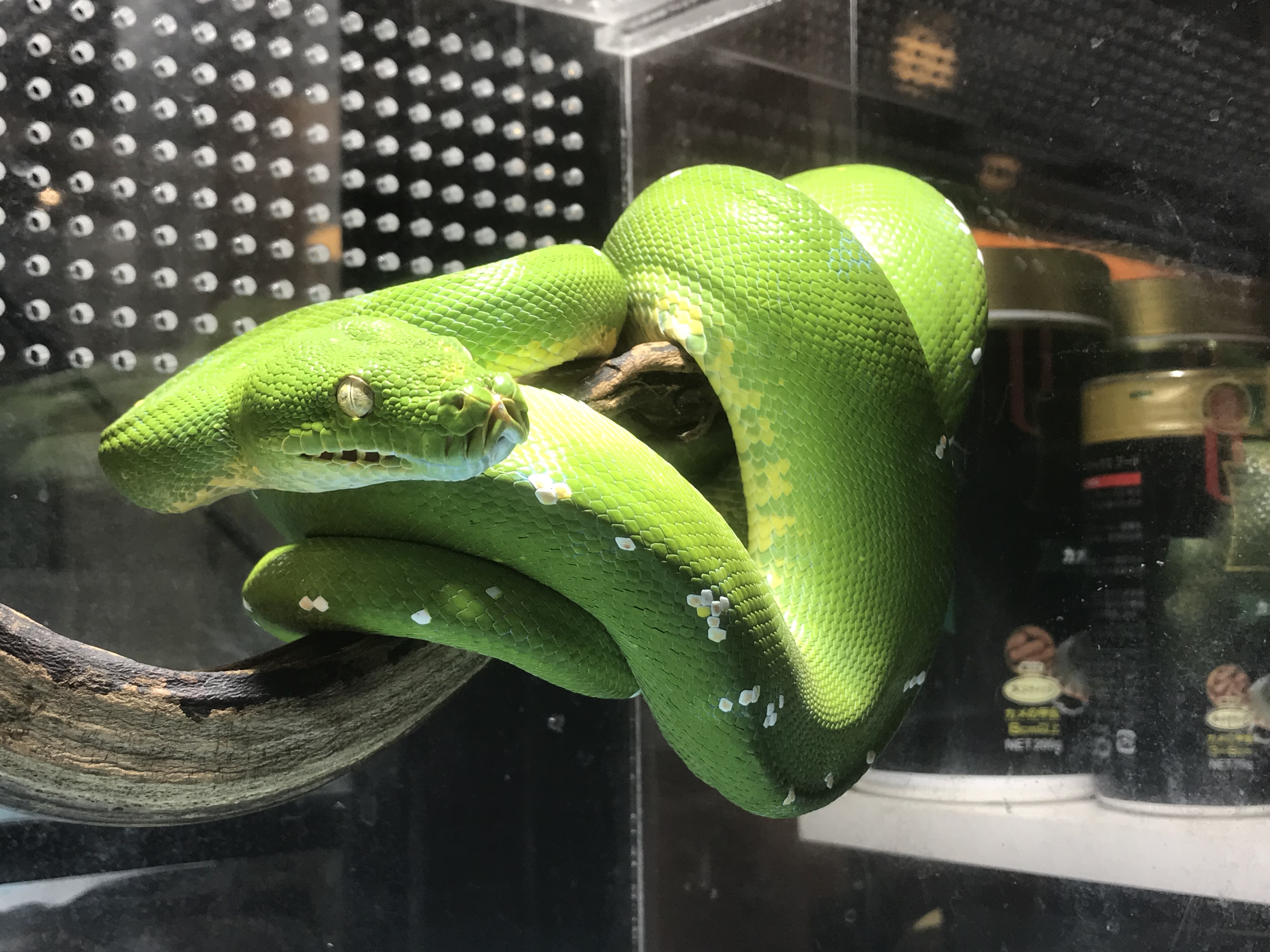 グリーンパイソンのアルーが入荷しました 熱帯倶楽部 本店 熱帯倶楽部