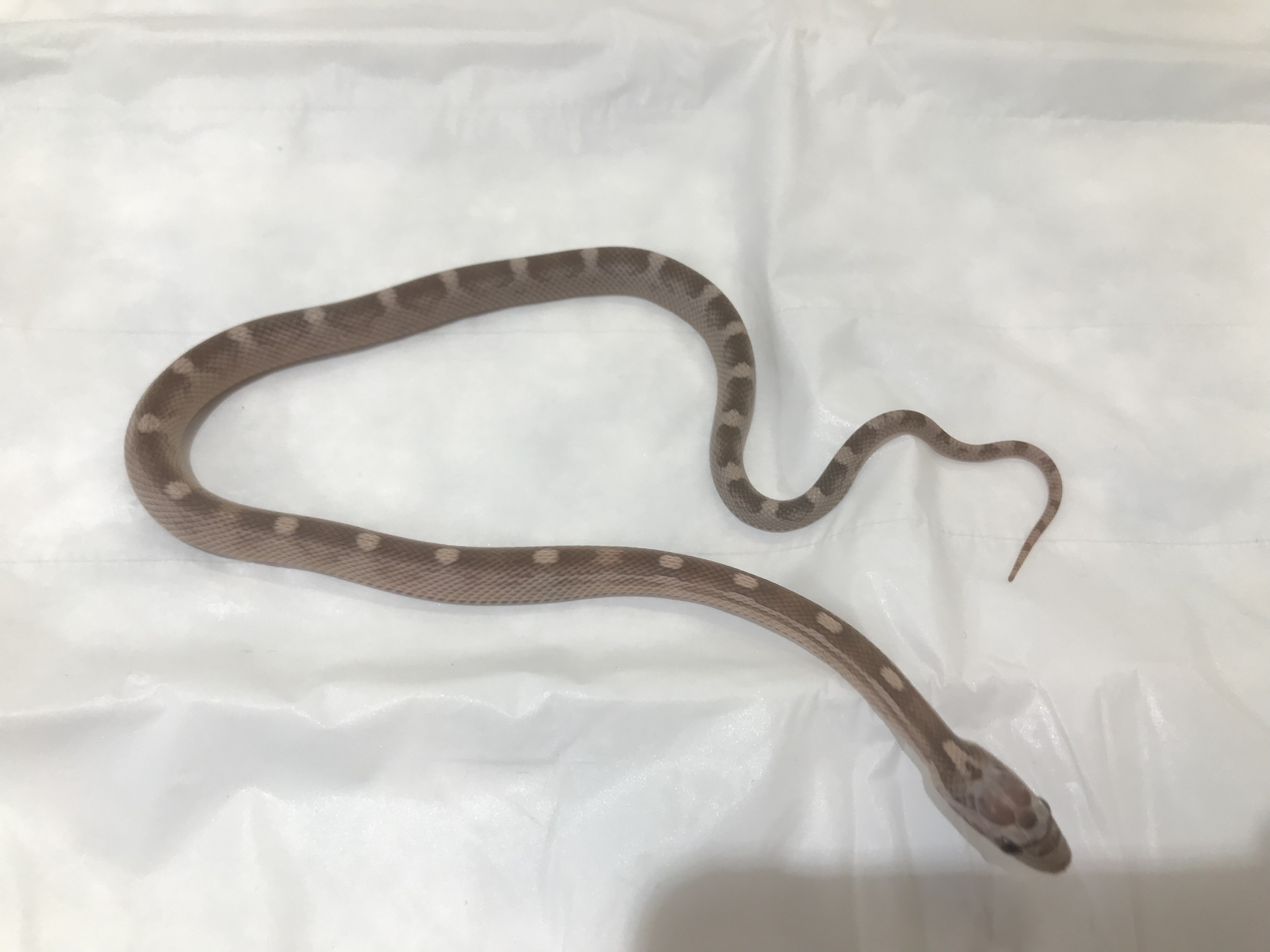 コーンスネークが入荷しました 熱帯倶楽部 本店 熱帯倶楽部