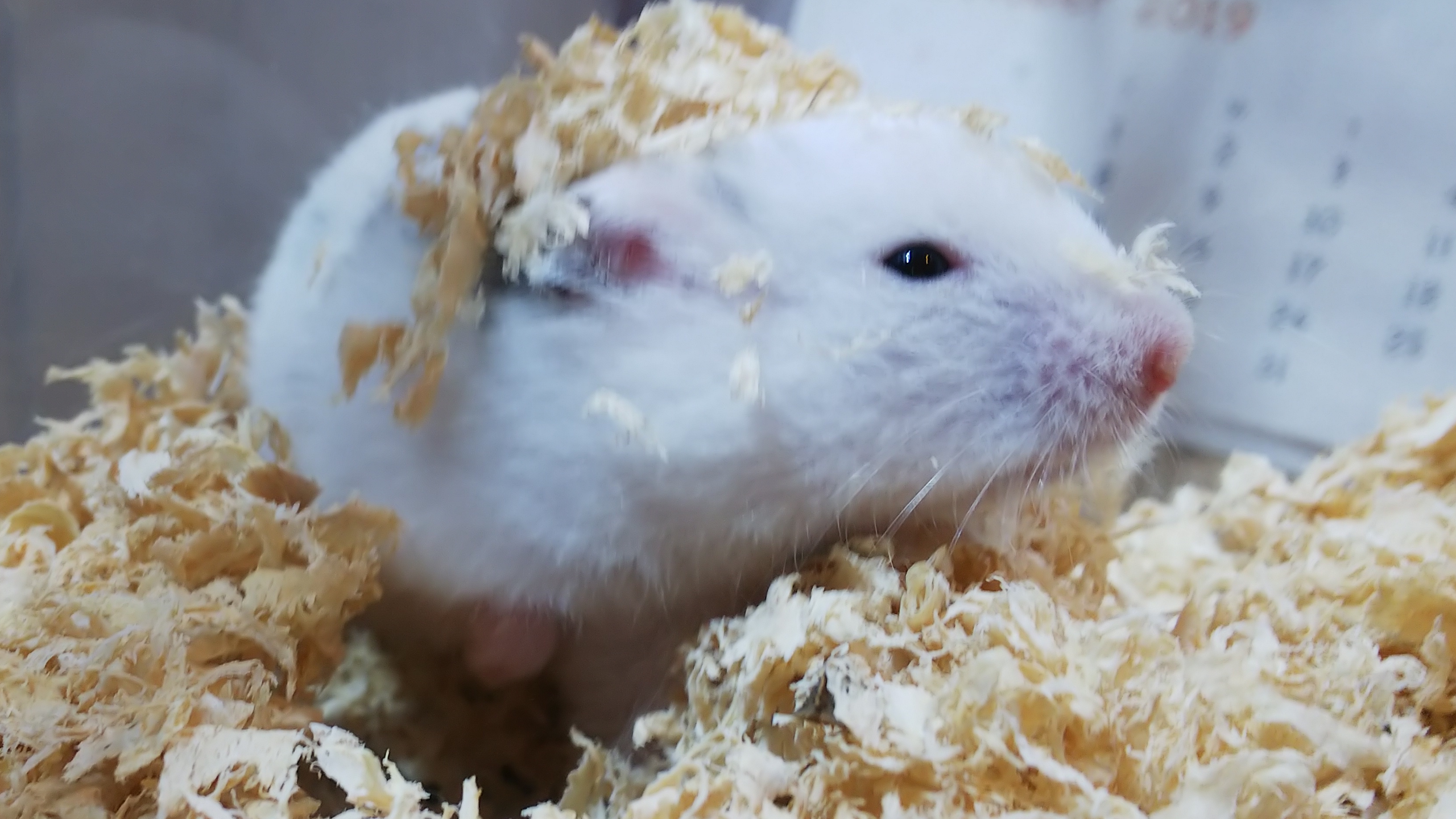 お店にいるゴールデンハムスターのご紹介 熱帯倶楽部 吉祥寺店 ペットショップ 熱帯倶楽部 吉祥寺店