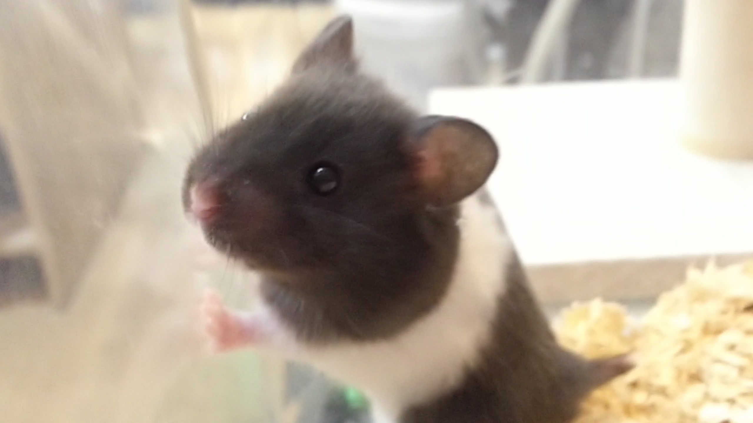 お店にいるゴールデンハムスターのご紹介 熱帯倶楽部 吉祥寺店 ペットショップ 熱帯倶楽部 吉祥寺店