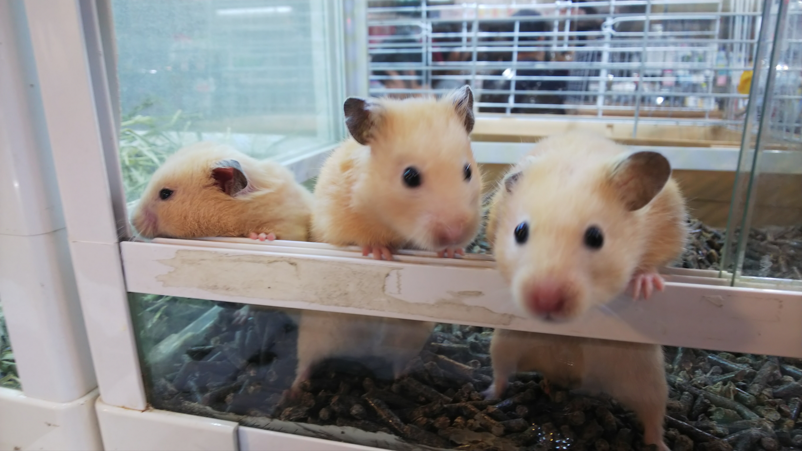 お店にいるゴールデンハムスターのご紹介 熱帯倶楽部 吉祥寺店 ペットショップ 熱帯倶楽部 吉祥寺店