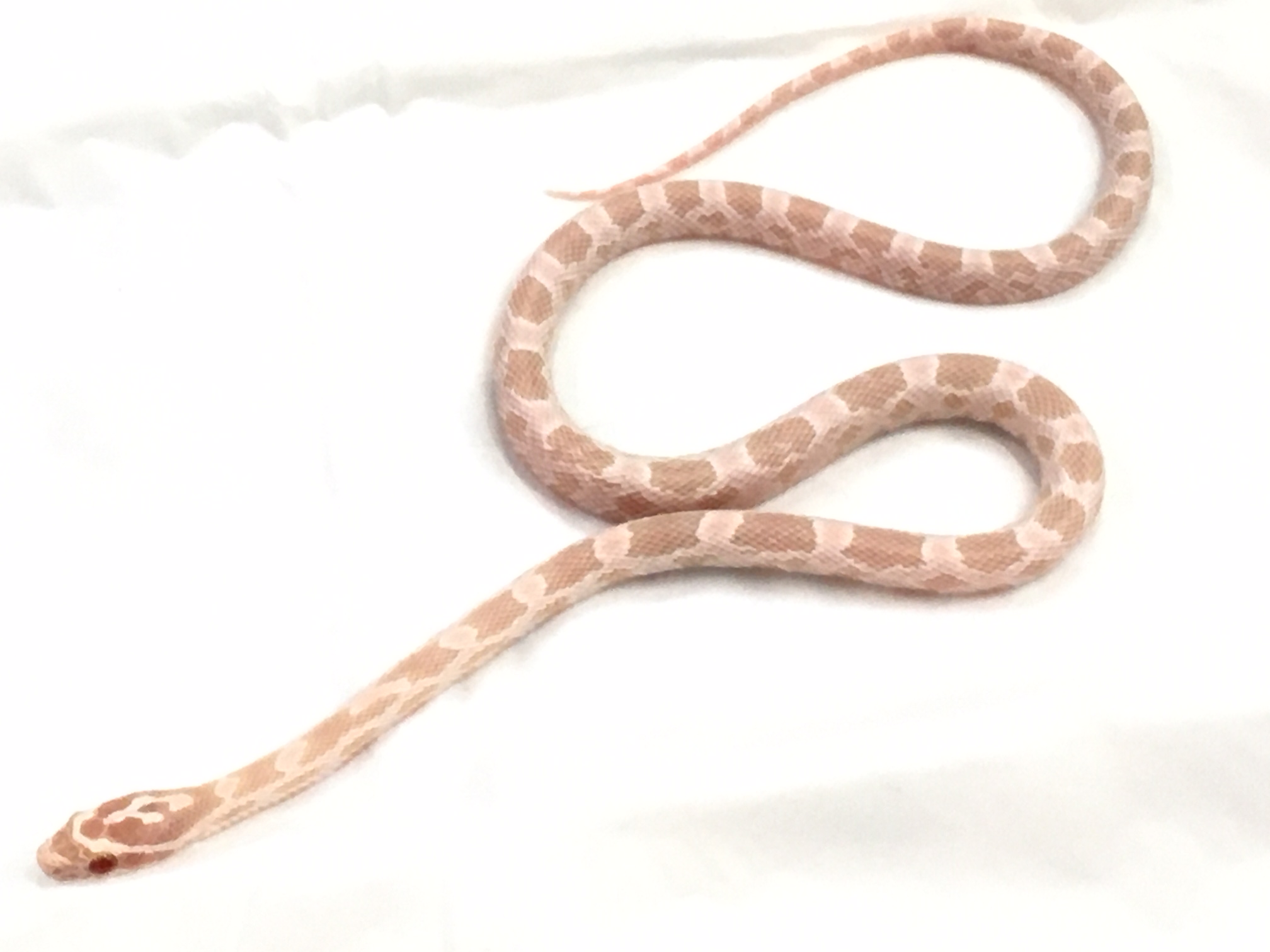 バブルガムコーンスネークが入荷しました 熱帯倶楽部 東川口本店 熱帯倶楽部