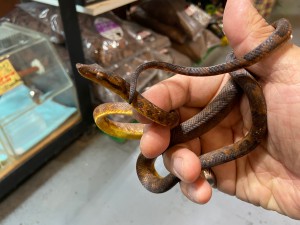 20030906イエロー♂