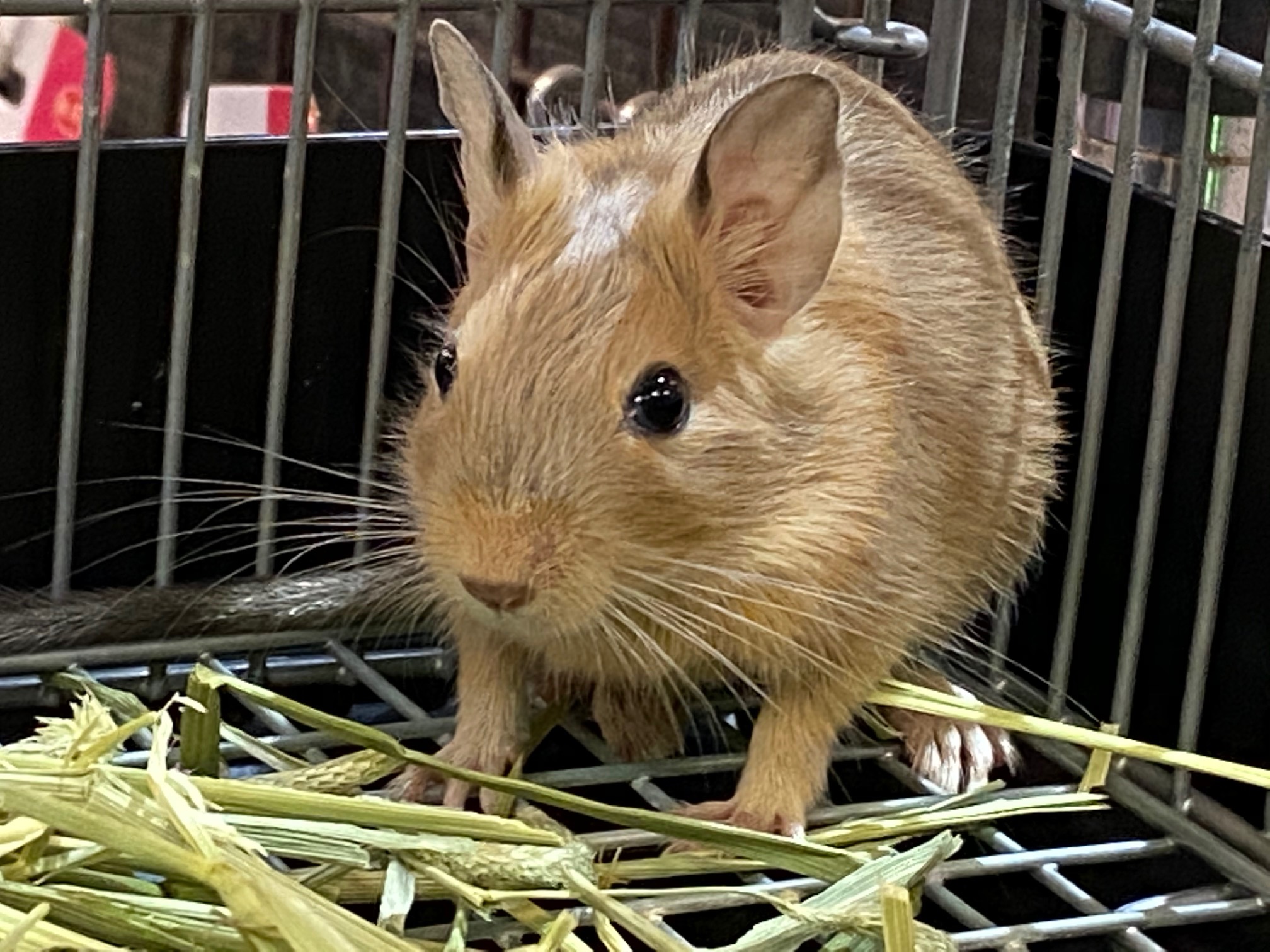 動画 デグー サンド 入荷しました 熱帯倶楽部 東川口本店 熱帯倶楽部