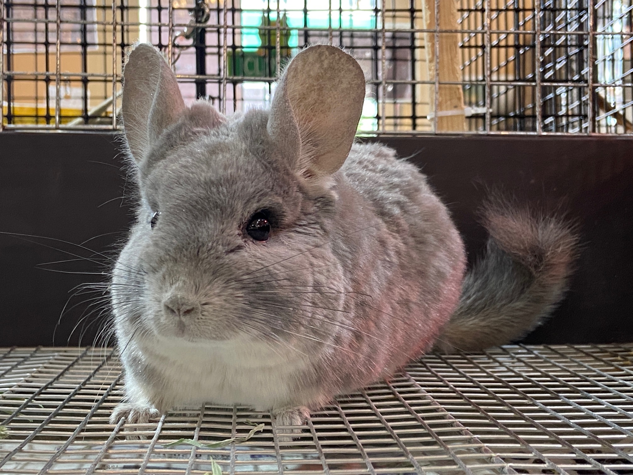 動画 丸顔なチンチラ バイオレット 女の子 吉祥寺店 熱帯倶楽部