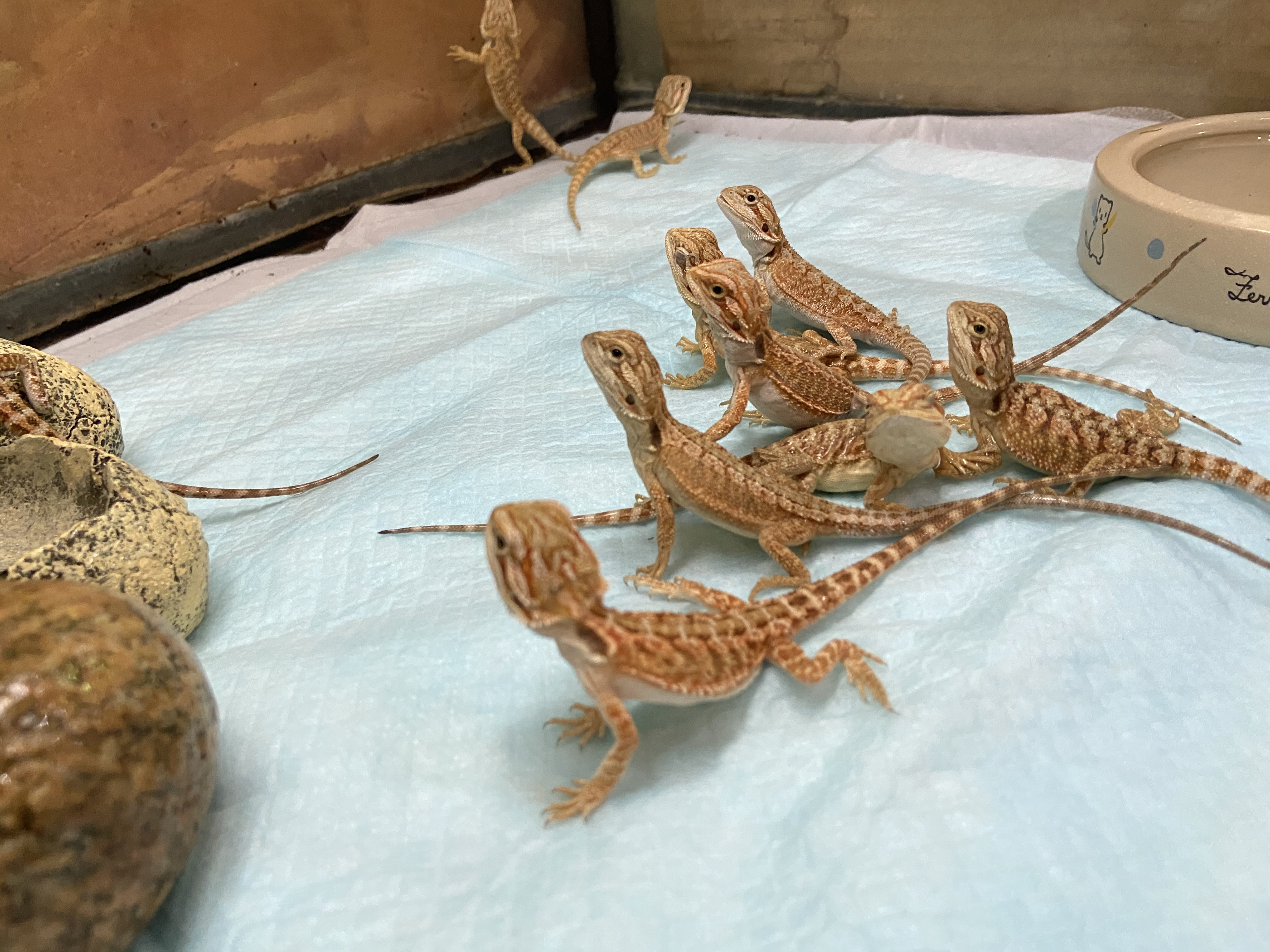 フトアゴヒゲトカゲの赤ちゃんが大量入荷しました 東川口本店 熱帯倶楽部 フトアゴヒゲトカゲの赤ちゃんが大量入荷しました 東川口本店 熱帯倶楽部