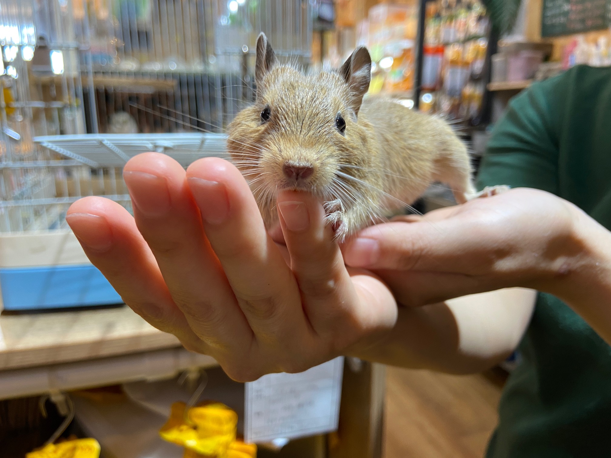動画 仕草が可愛いデグーマウス サンド のご紹介です 吉祥寺店 熱帯倶楽部