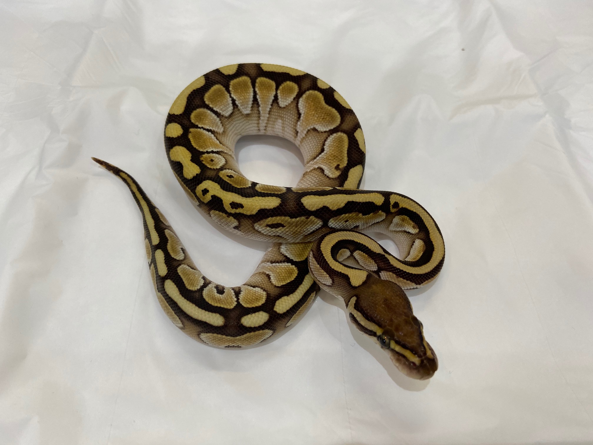 ボールパイソンが入荷しました 熱帯倶楽部 本店 熱帯倶楽部