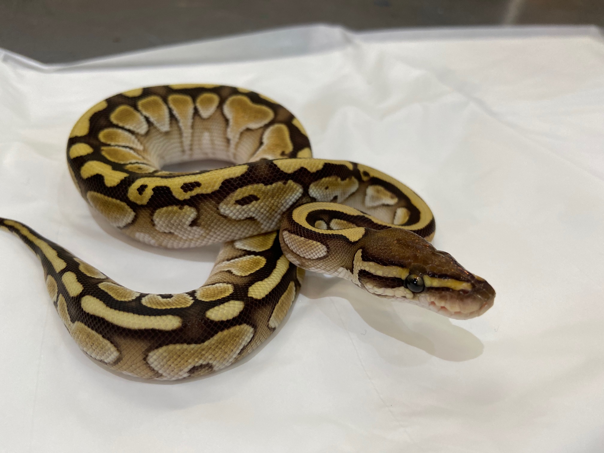 ボールパイソンが入荷しました 熱帯倶楽部 本店 熱帯倶楽部