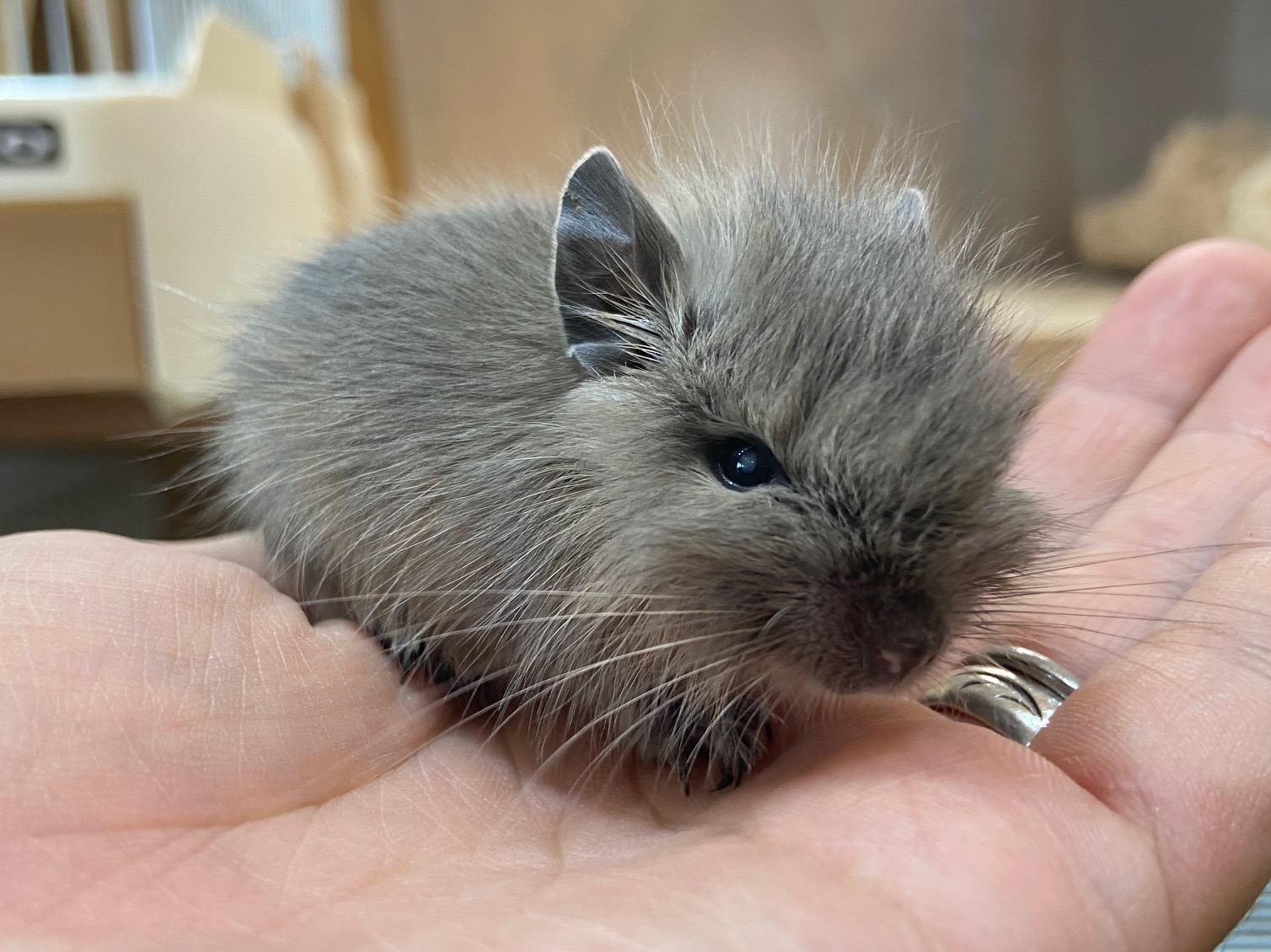 デグーマウスの赤ちゃんが入荷しました 熱帯倶楽部 吉祥寺店 ペットショップ 熱帯倶楽部 吉祥寺店